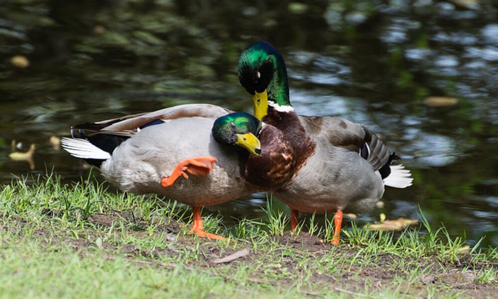 Casal de dois patos machos a demonstrar afeto.
