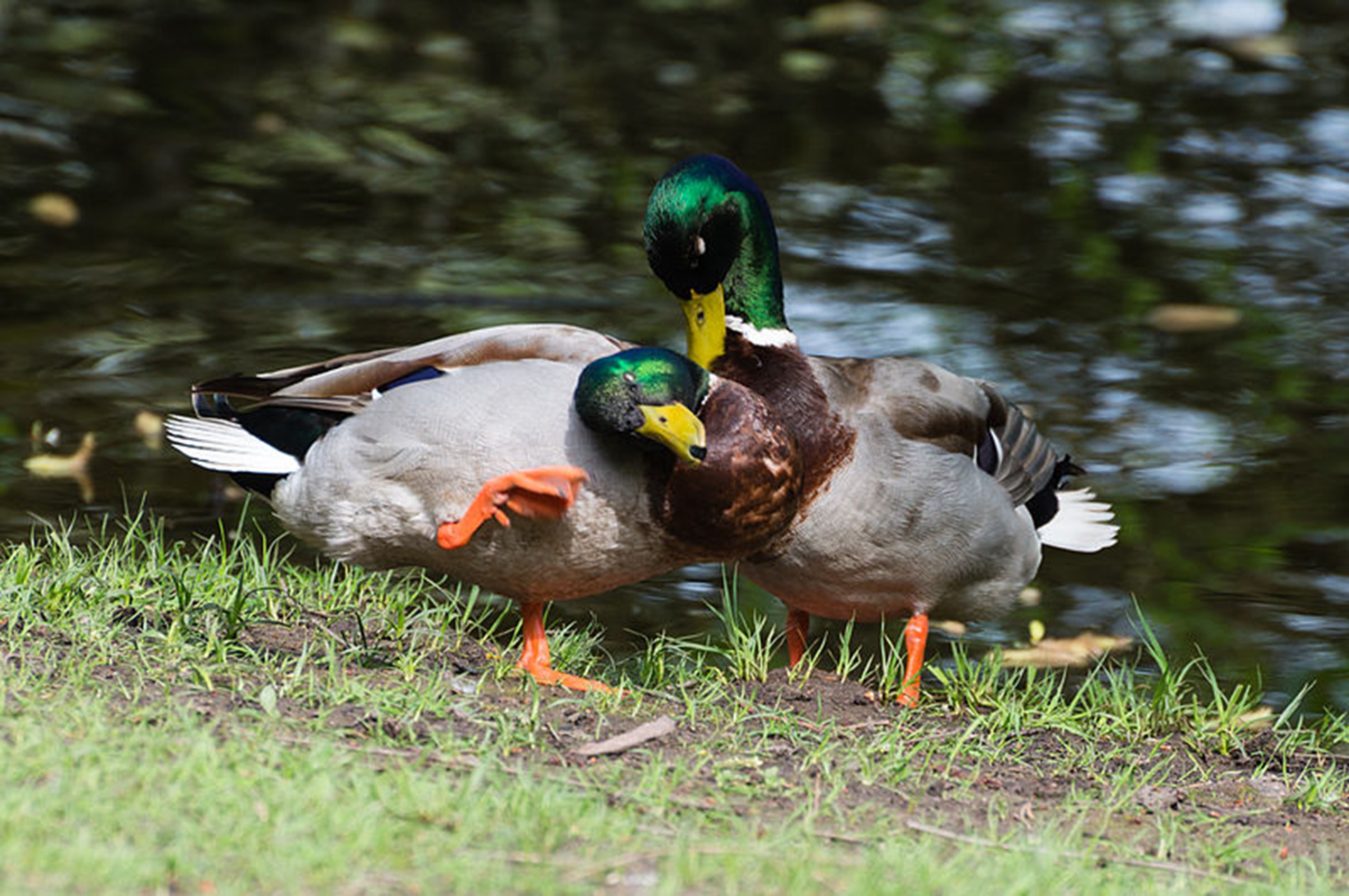 Casal de dois patos machos a demonstrar afeto.