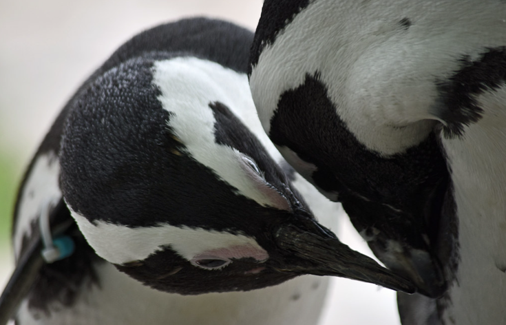 Casal de dois pinguins machos a demonstrar afeto.