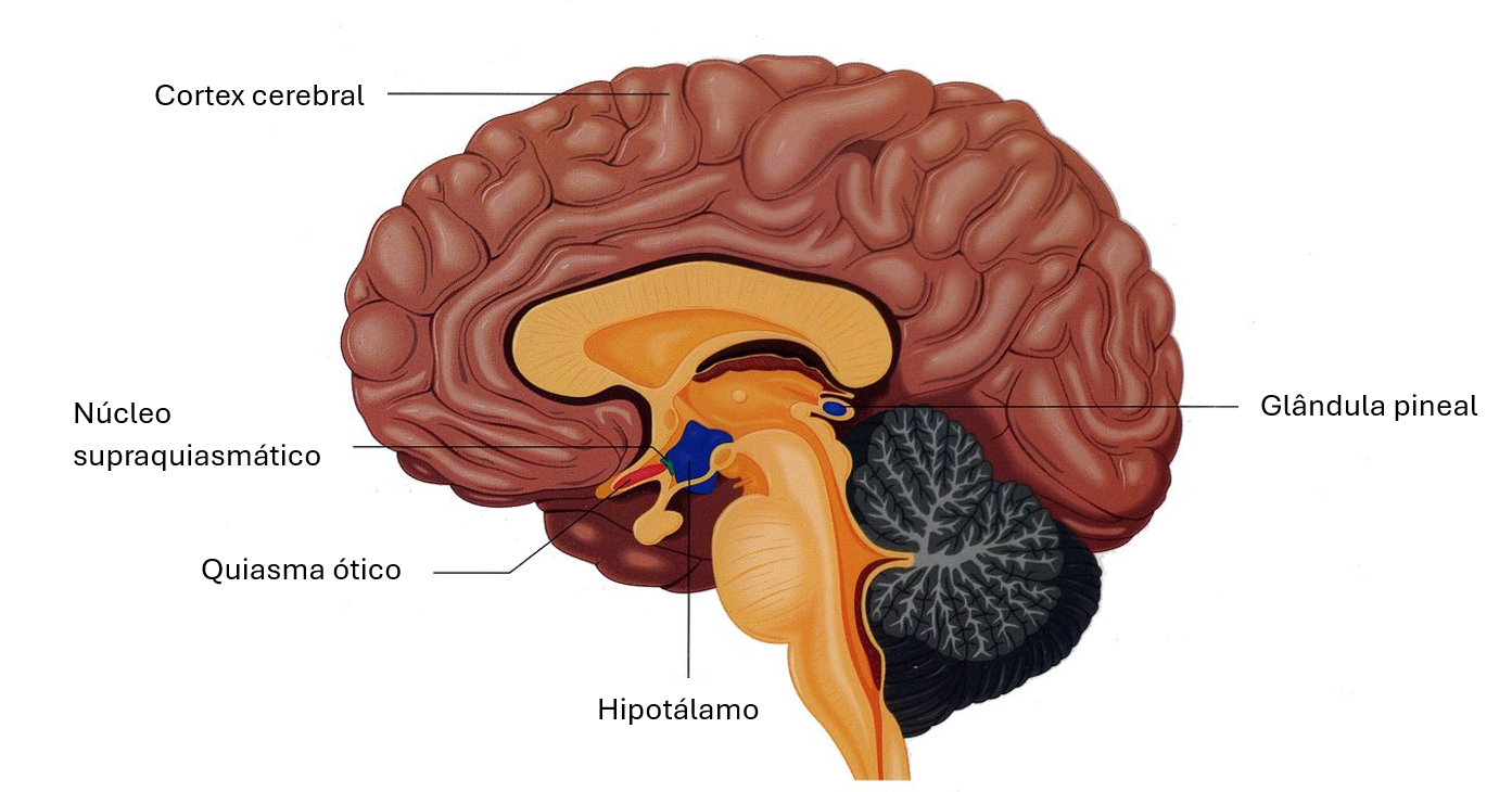 Localização do núcleo supraquiasmático e outras estruturas cerebrais.