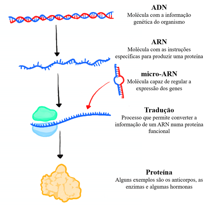 Os micro-ARNs são pequenas moléculas que existem nas células de animais, plantas e até mesmo de vírus.