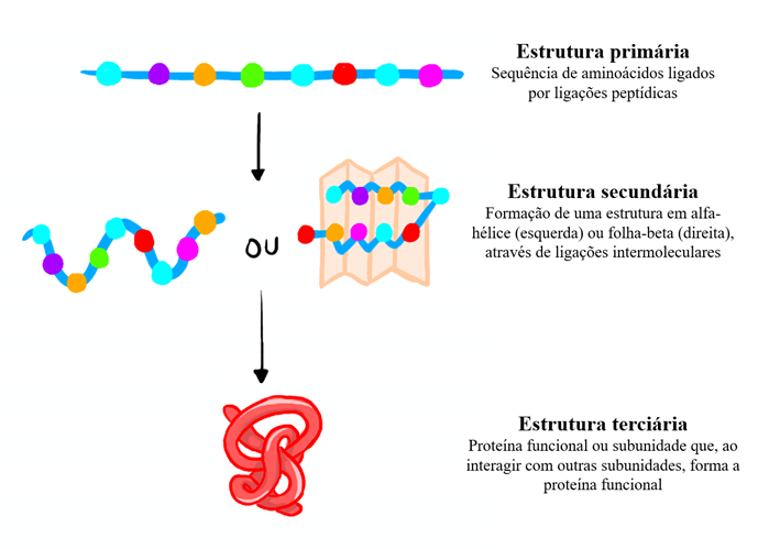 Representação hierárquica dos níveis estruturais de uma proteína, desde a sequência de aminoácidos que a constitui até à sua forma final e funcional.