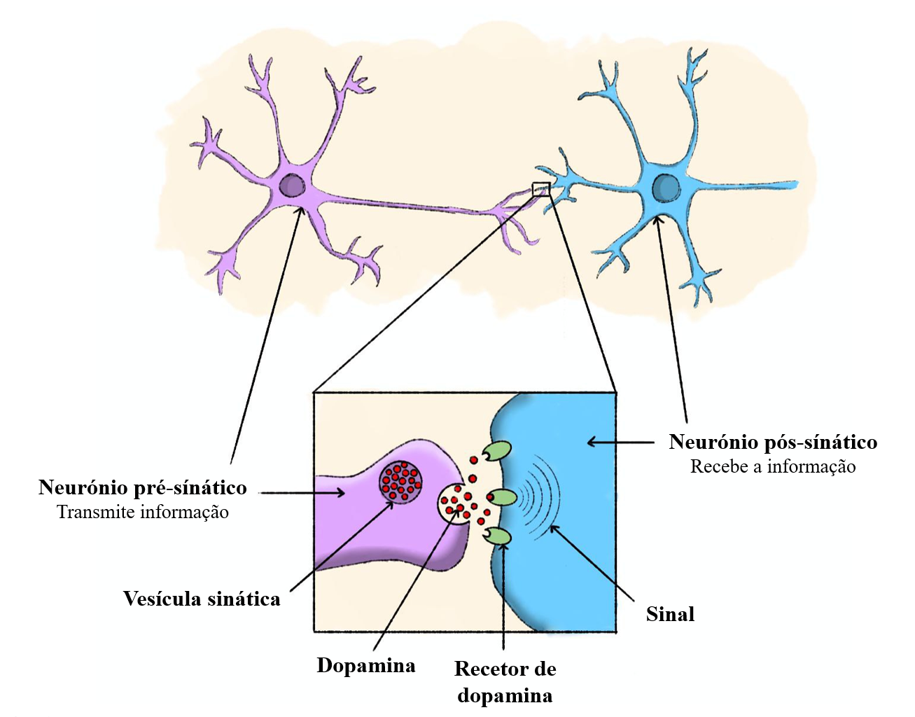 Ilustração do funcionamento da dopamina.